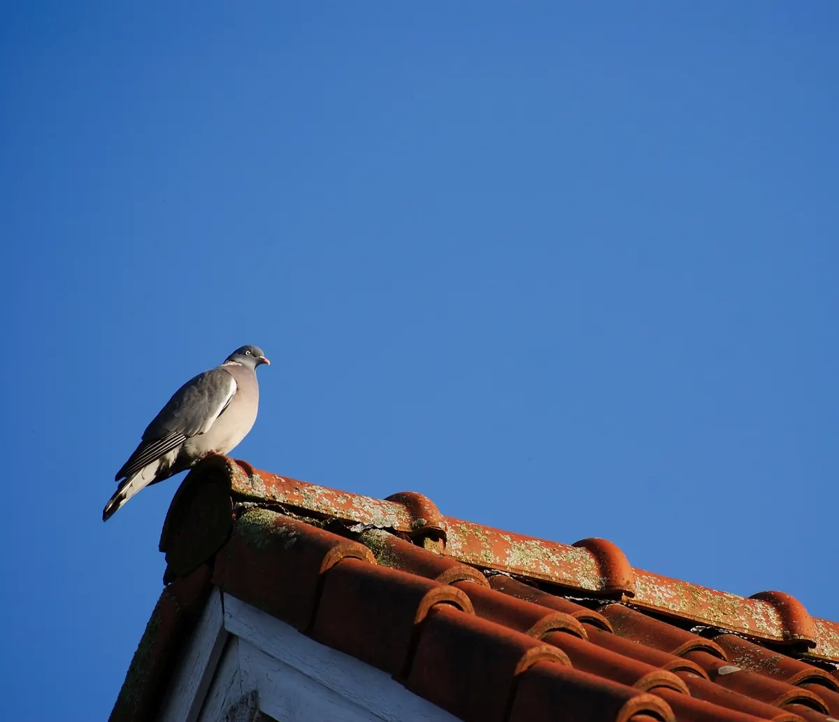 Gable End vs Hip End Roofs: Which Is Right for Your UK Home?
